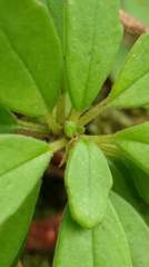 Lysionotus pauciflorus pauciflorus