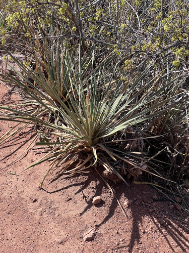 Yucca glauca