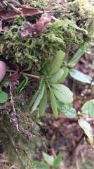 Lysionotus pauciflorus pauciflorus