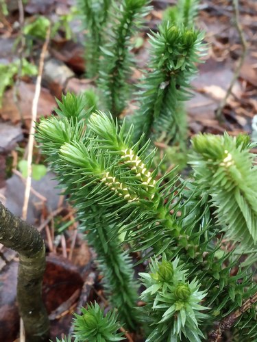northern firmoss