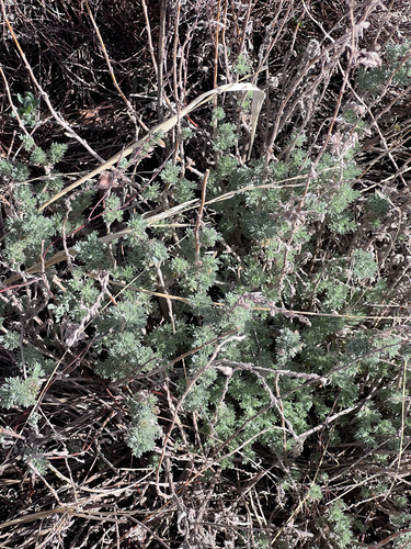 Artemisia frigida