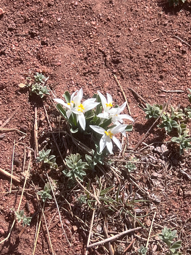 Leucocrinum montanum