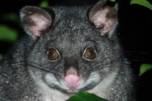Mountain Brushtail Possum