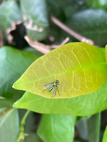 Unknown species found near Riverside County, US-CA, US