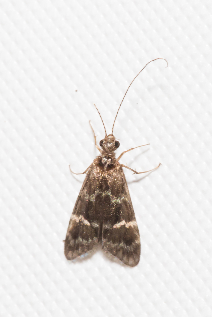Net-spinning Caddisflies