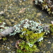Outward-looking Rosette Lichen - Photo (c) Andrew Simon, some rights reserved (CC BY-NC), uploaded by Andrew Simon
