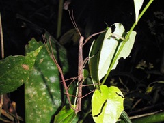 Hypocyrtus ornatissimus