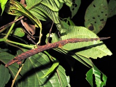 Hypocyrtus ornatissimus