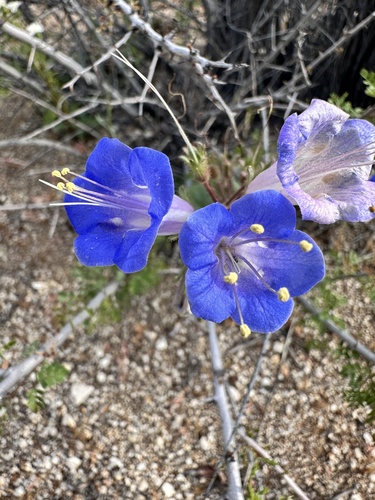 Phacelia campanularia