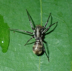 Corinnomma rapax