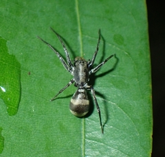Corinnomma rapax