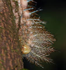 Automeris postalbida