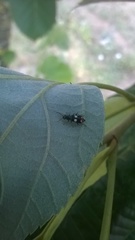 Anthocomus fenestratus