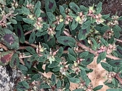Euphorbia maculata