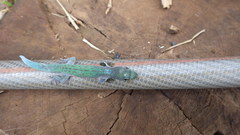 Phelsuma pasteuri