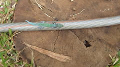 Phelsuma pasteuri