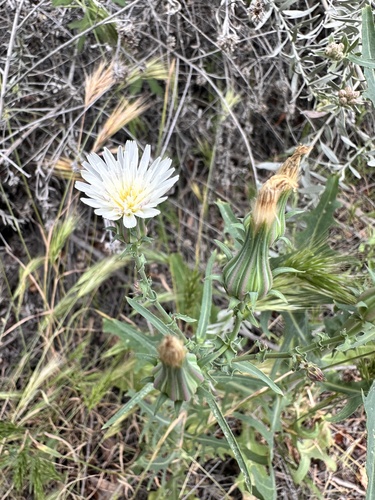 California chicory (Rafinesquia californica)