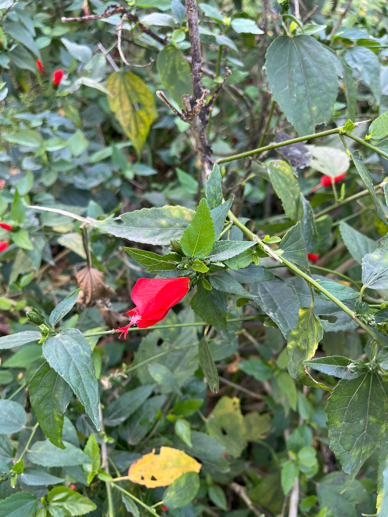 Mazapan (Malvaviscus penduliflorus)