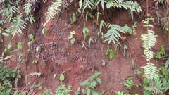 Microsorum scolopendria image