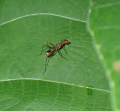 Grammicomyia