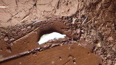 Elisolimax comorensis