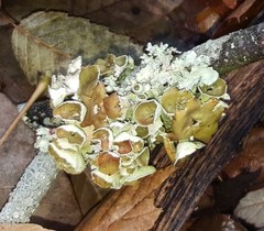 Parmotrema submarginale