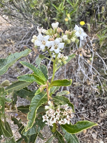 Hairy Yerba Santa (Eriodictyon trichocalyx)