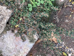Euphorbia maculata