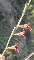 Gladiolus emiliae