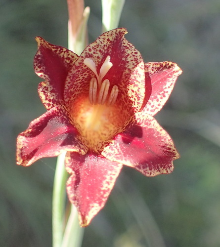 Image of Gladiolus emiliae by (c) Nicola van Berkel, some rights reserved (CC BY-SA)