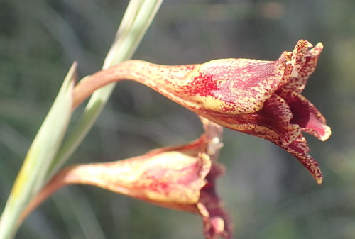 Image of Gladiolus emiliae by (c) Nicola van Berkel, some rights reserved (CC BY-SA)