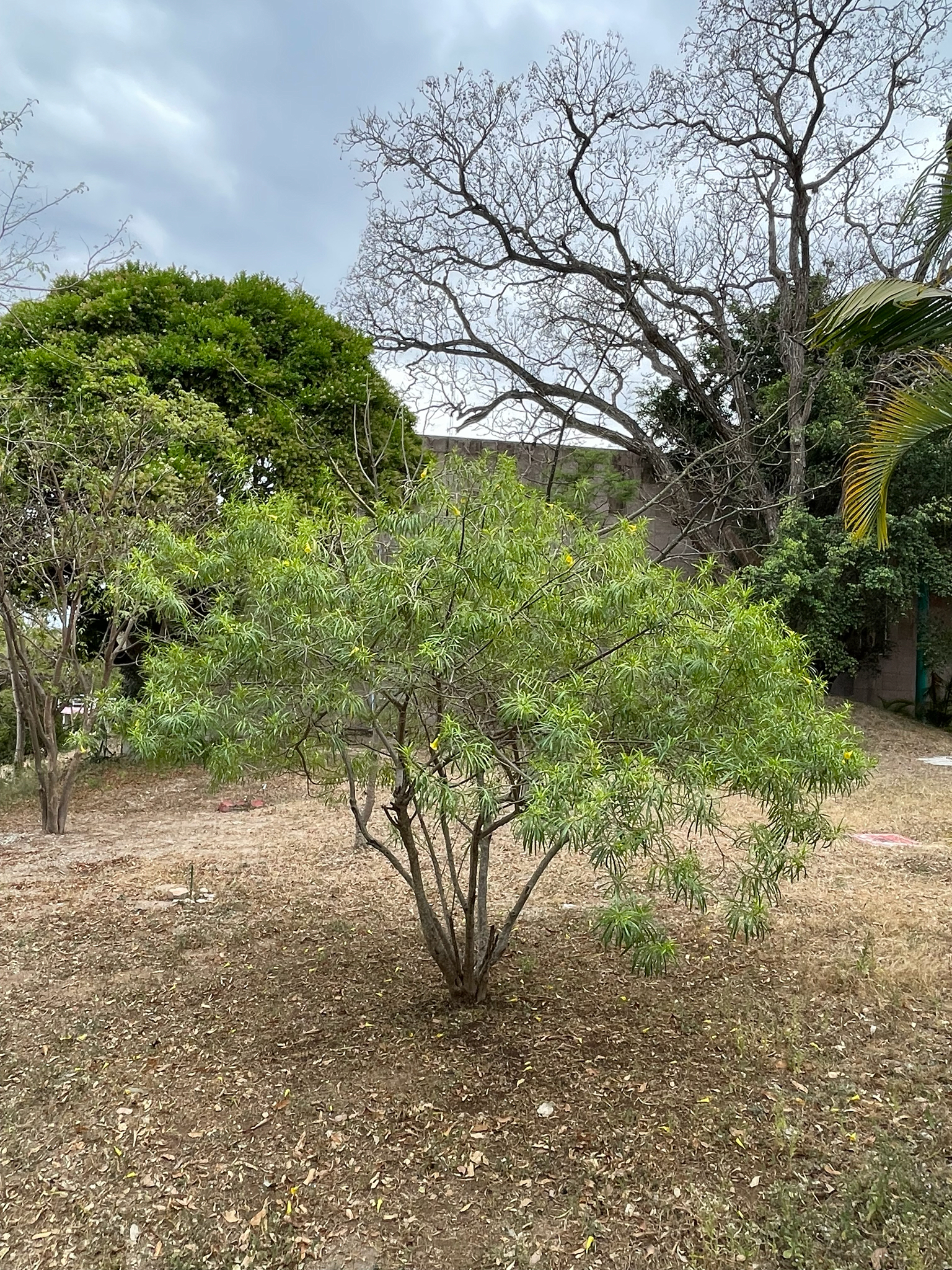 Be-Still Tree (Cascabela thevetia)