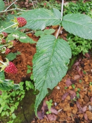 Rubus urticifolius