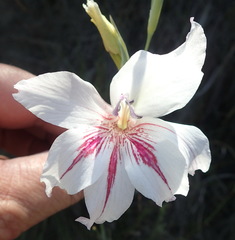Gladiolus roseovenosus