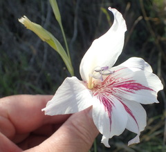 Gladiolus roseovenosus