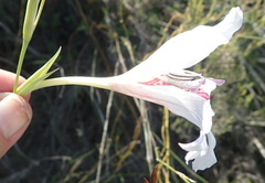 Gladiolus roseovenosus