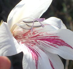 Gladiolus roseovenosus