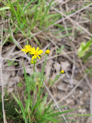 Great Plains Ragwort (Packera tampicana)