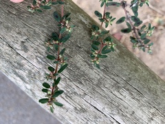 Euphorbia maculata