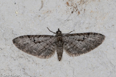 Eupithecia bolterii