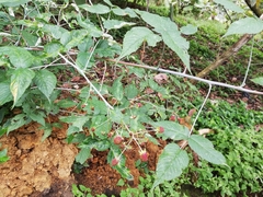 Rubus urticifolius