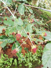 Rubus urticifolius