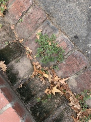 Portulaca oleracea