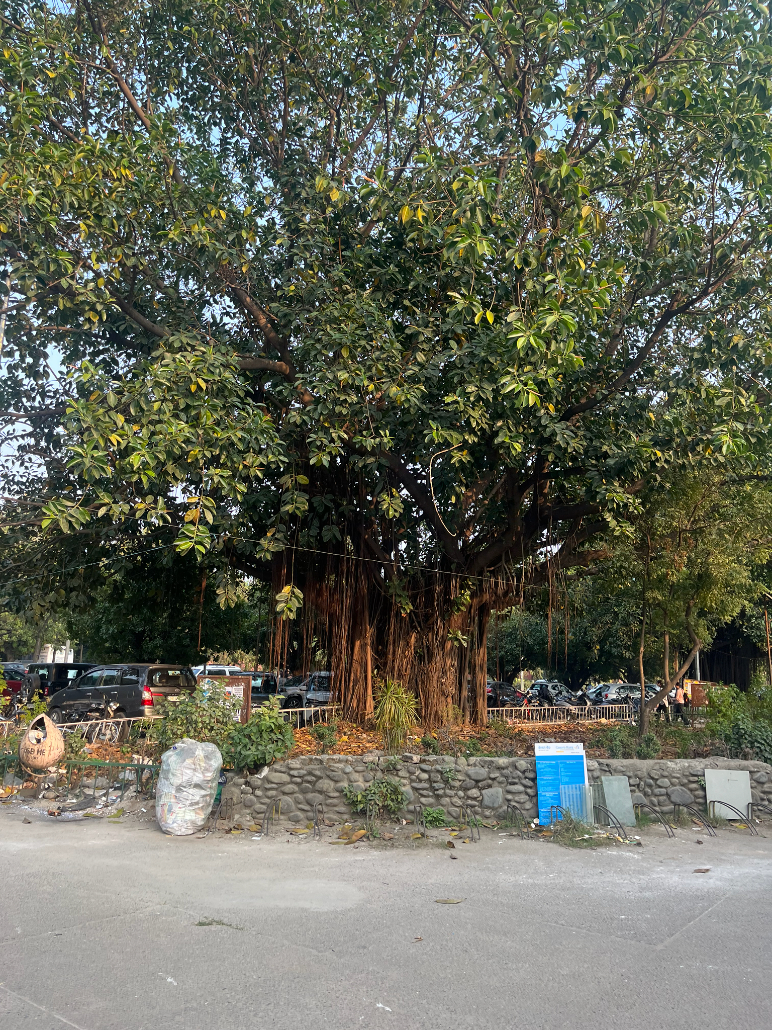 Rubber Plant (Ficus elastica)
