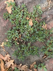 Portulaca oleracea