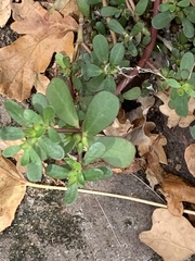 Portulaca oleracea