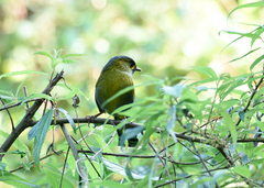 Liocichla steerii