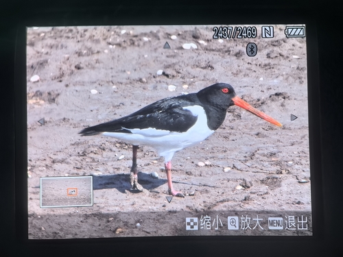 Eurasian Oystercatcher