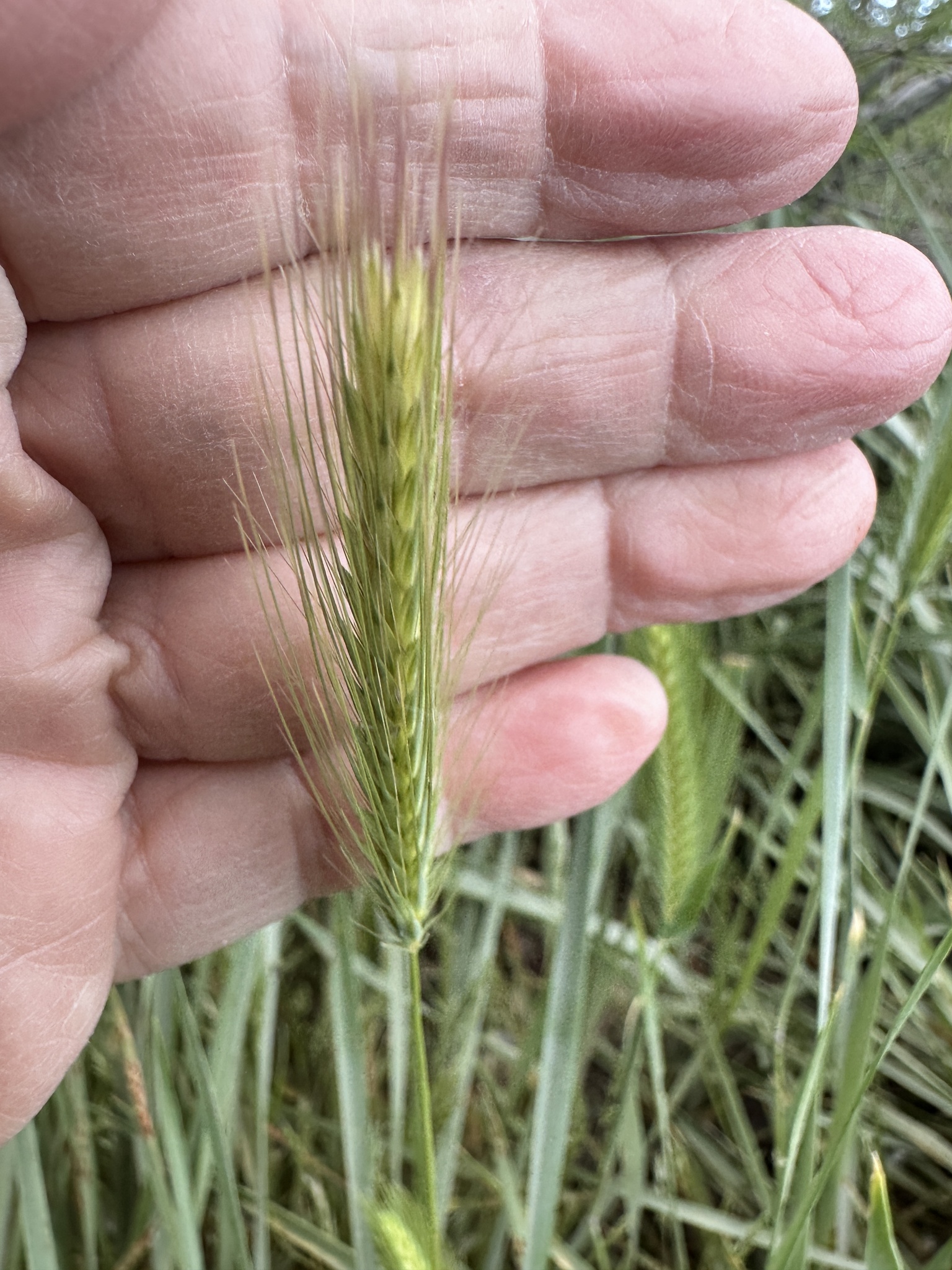 Meadow Barley (Hordeum brachyantherum)