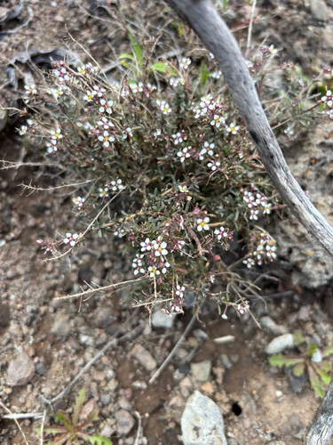 Lobularia canariensis, photograph 3